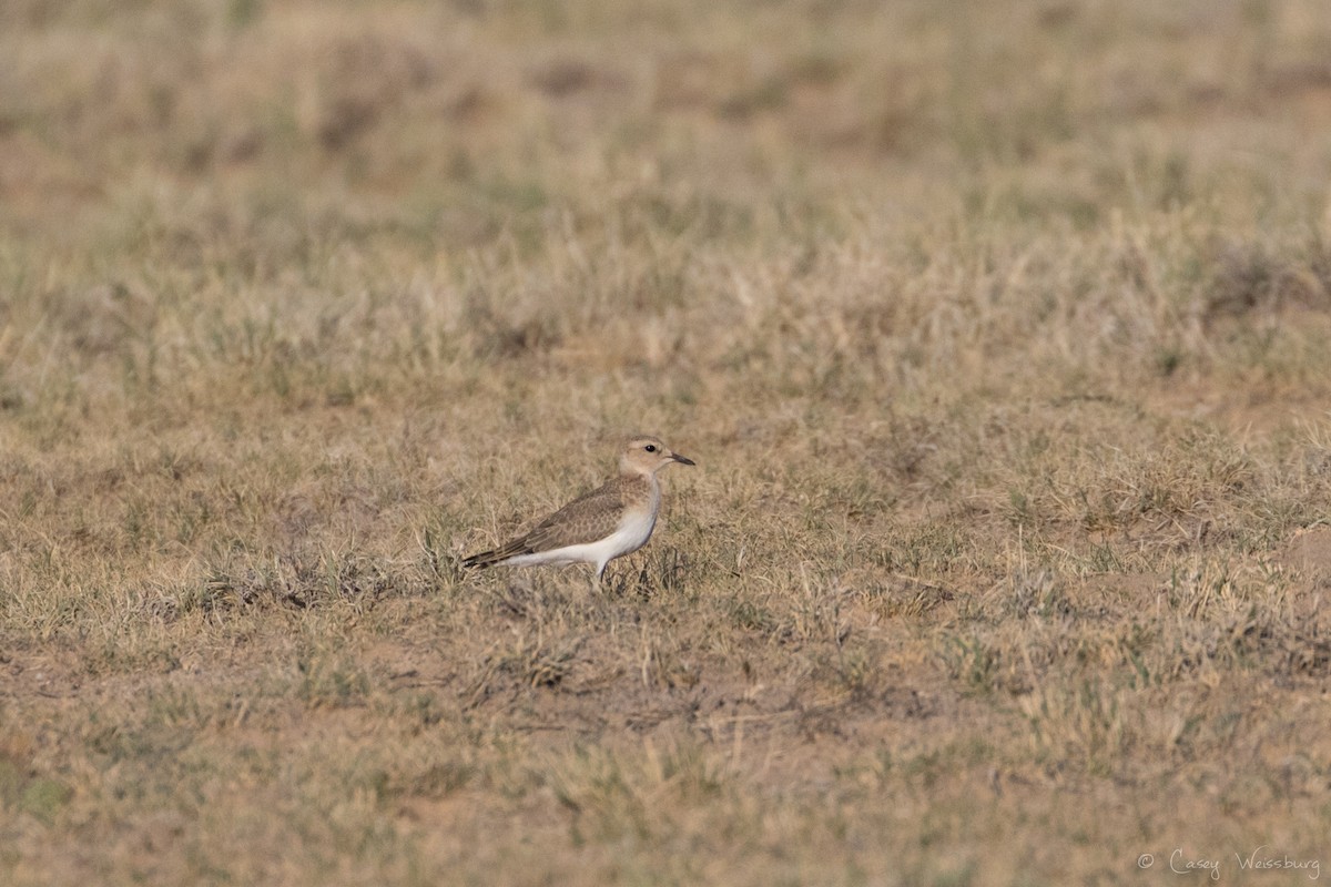 Mountain Plover - ML249143881