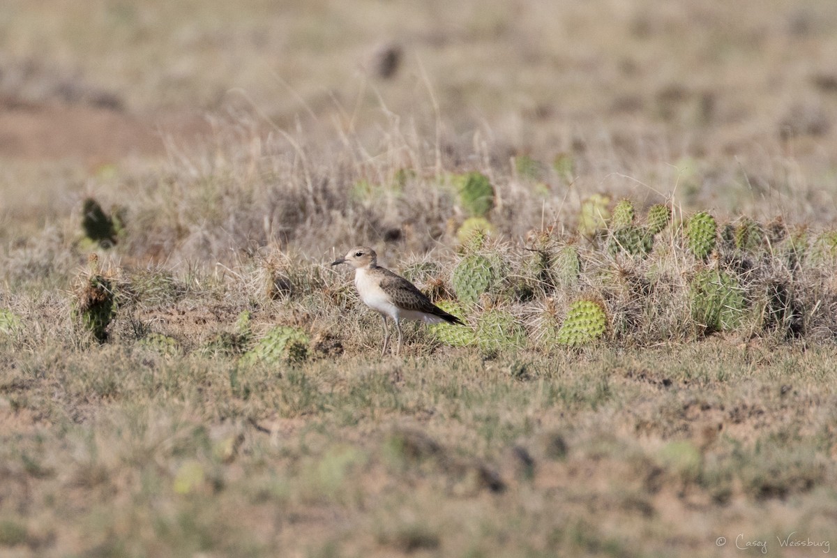 Mountain Plover - ML249143901