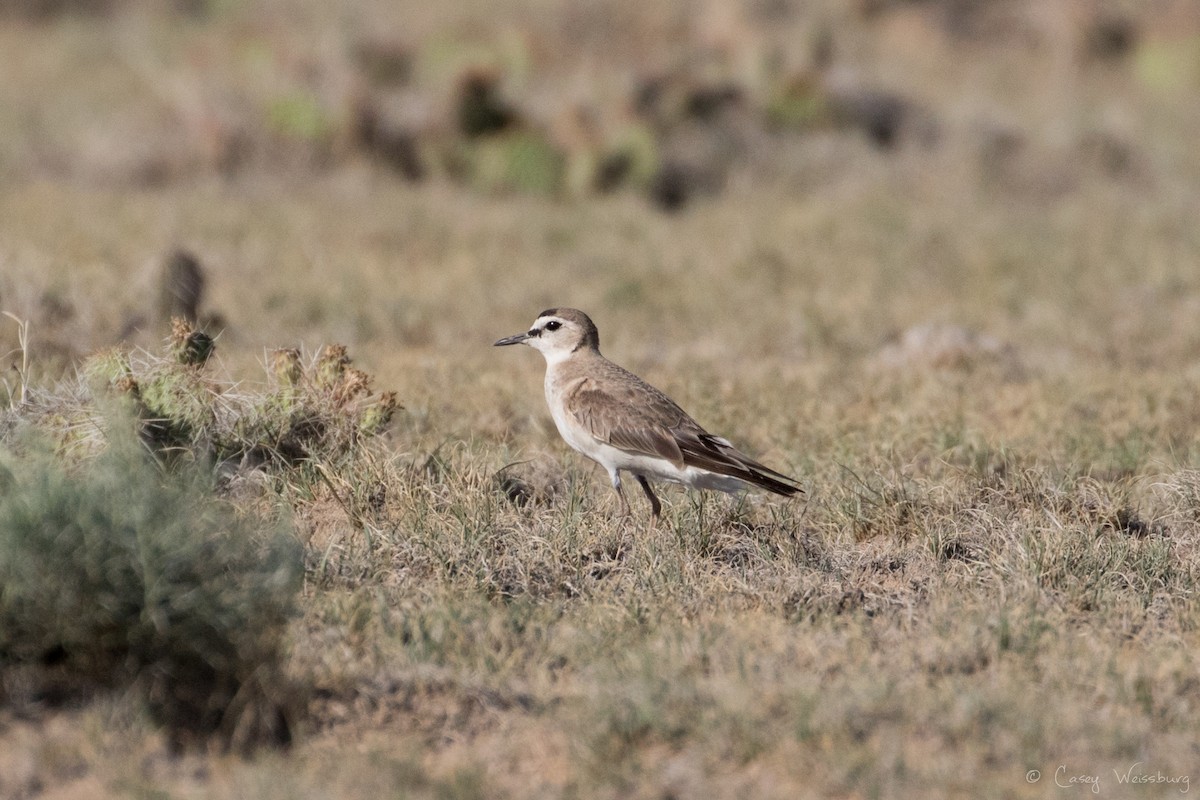 Mountain Plover - ML249143921