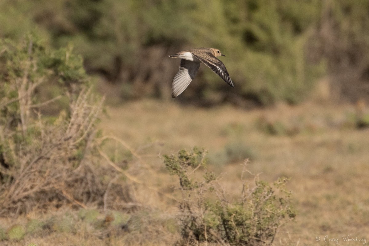Mountain Plover - ML249143941