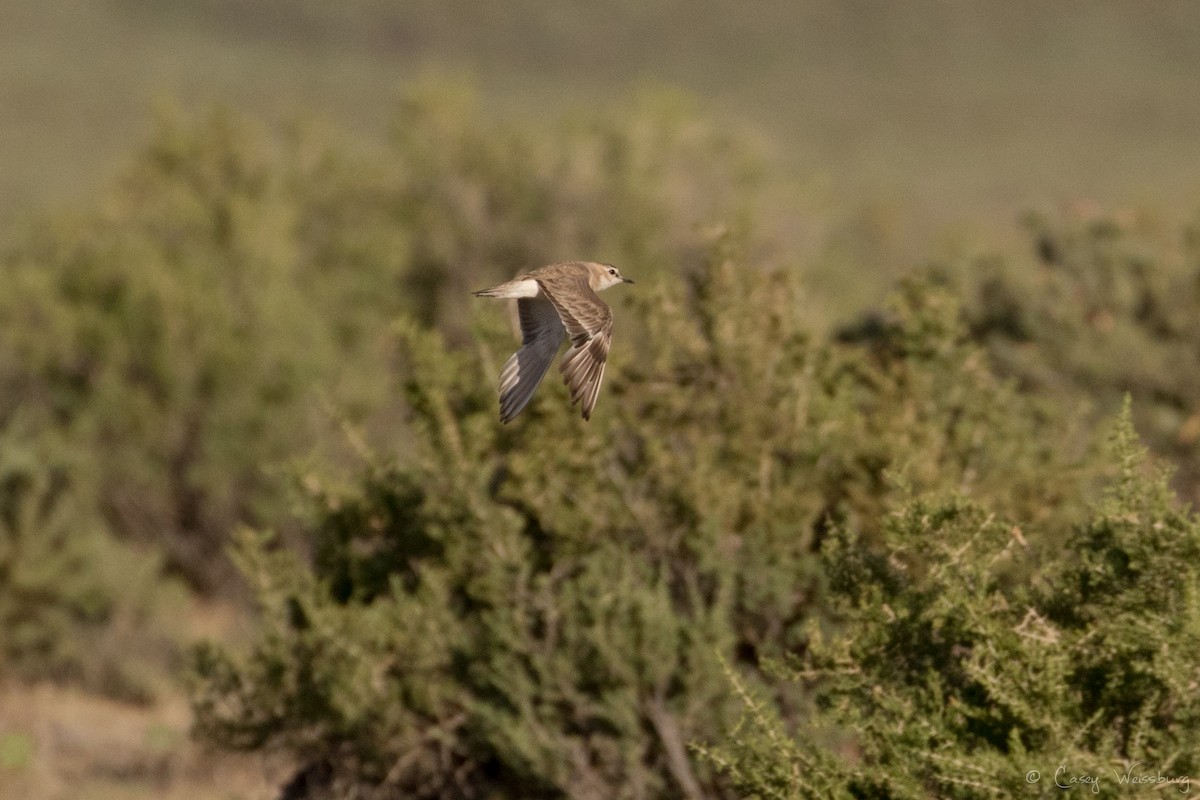 Mountain Plover - ML249143951