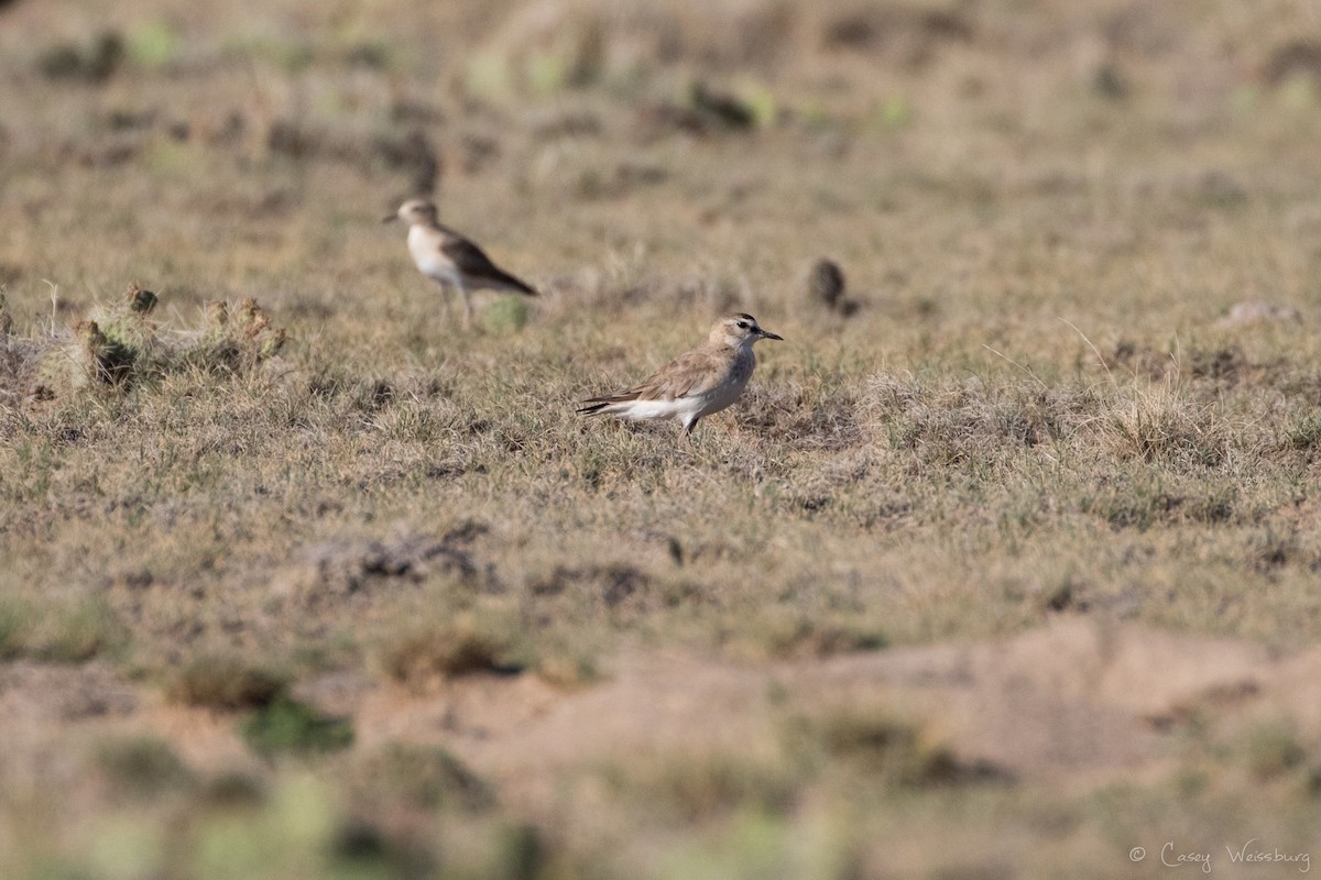 Mountain Plover - ML249143961