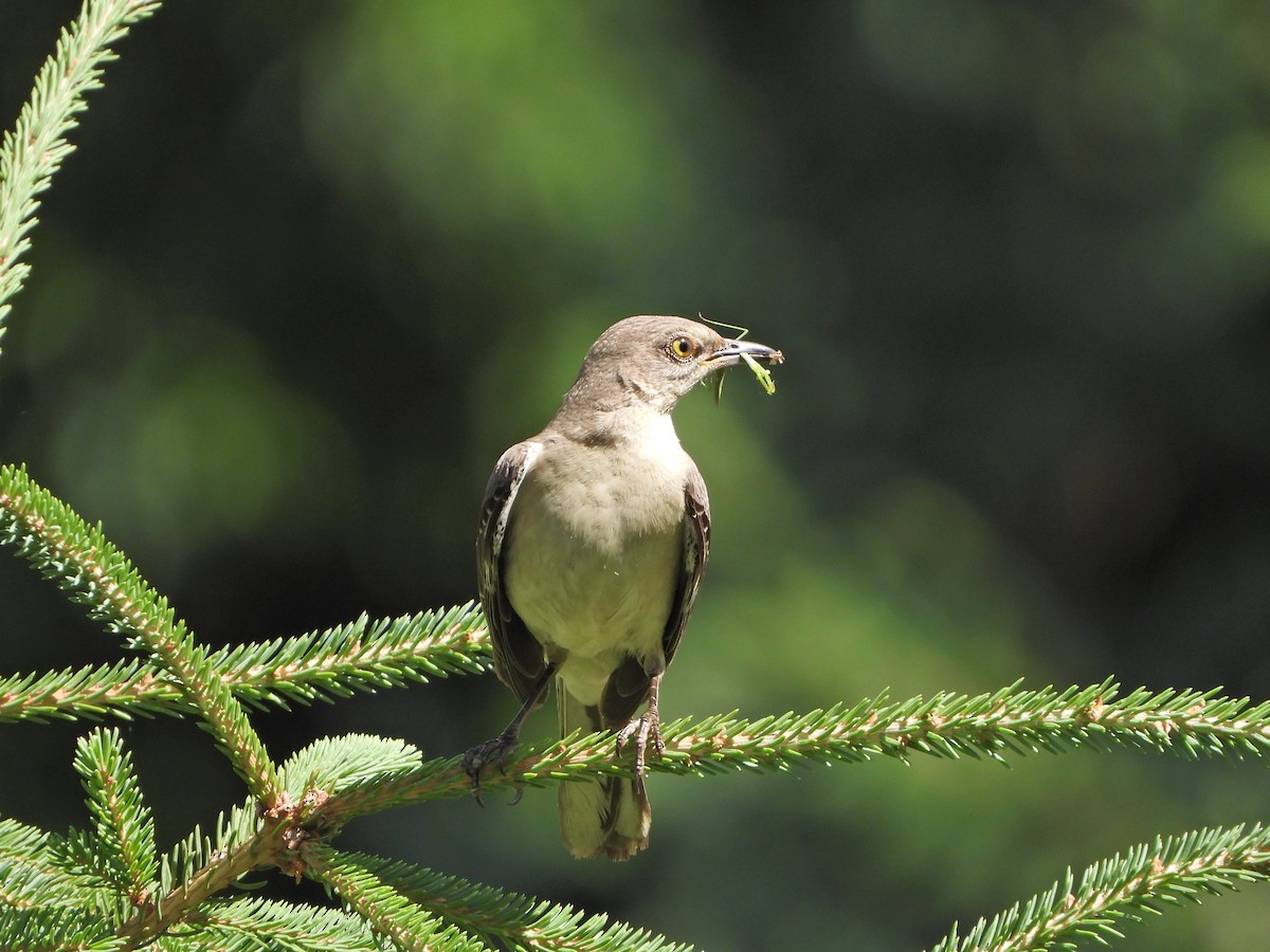 Northern Mockingbird - ML249145121