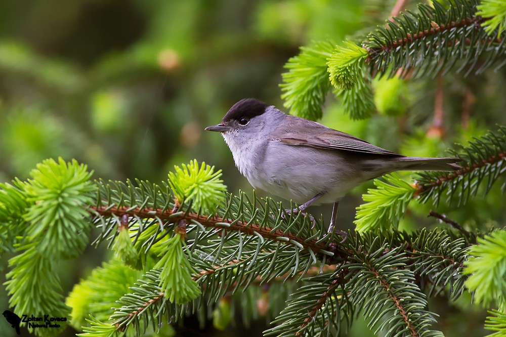 Eurasian Blackcap - ML249145171