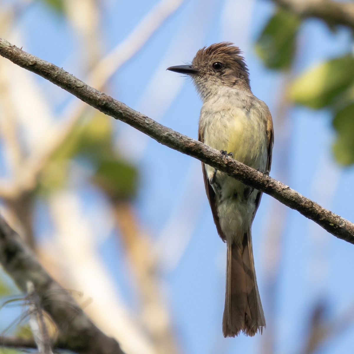 Yucatan Flycatcher - Hernan Riverol