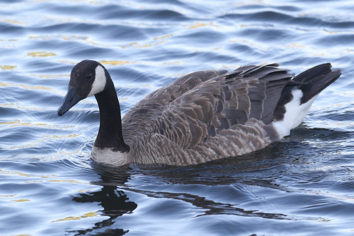 Canada Goose - Alex Lamoreaux