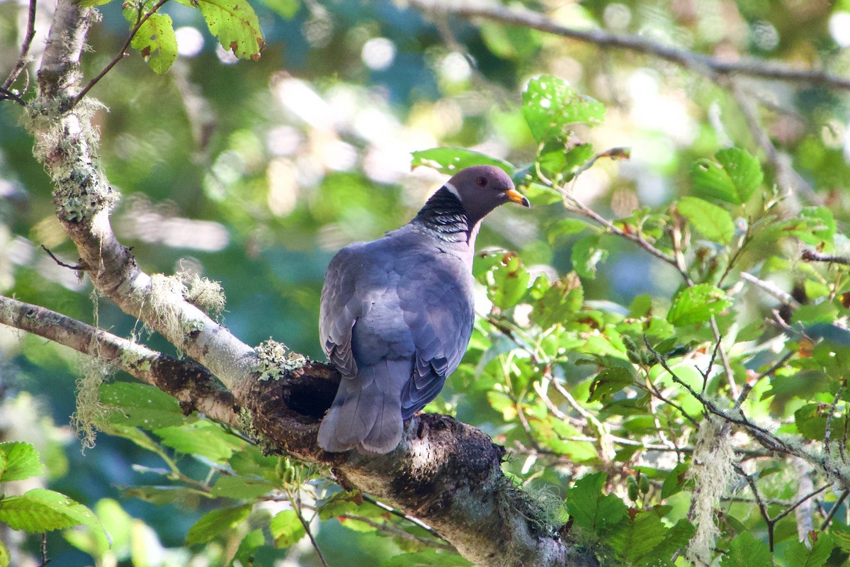 Band-tailed Pigeon - Pablo Alvarez Yanez
