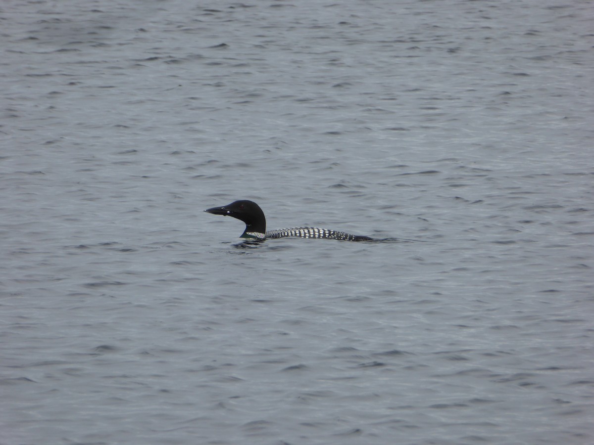 Common Loon - ML249148351