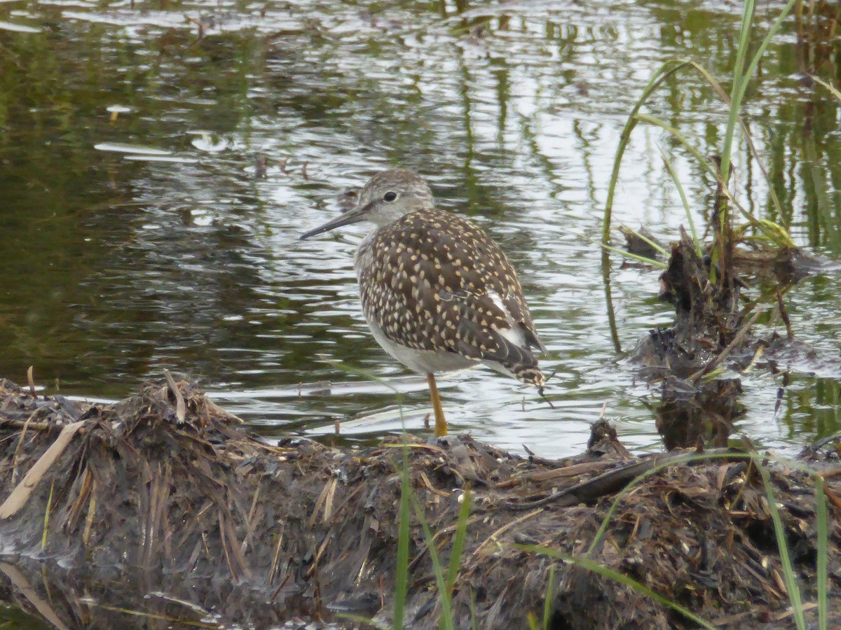 Lesser Yellowlegs - ML249148361