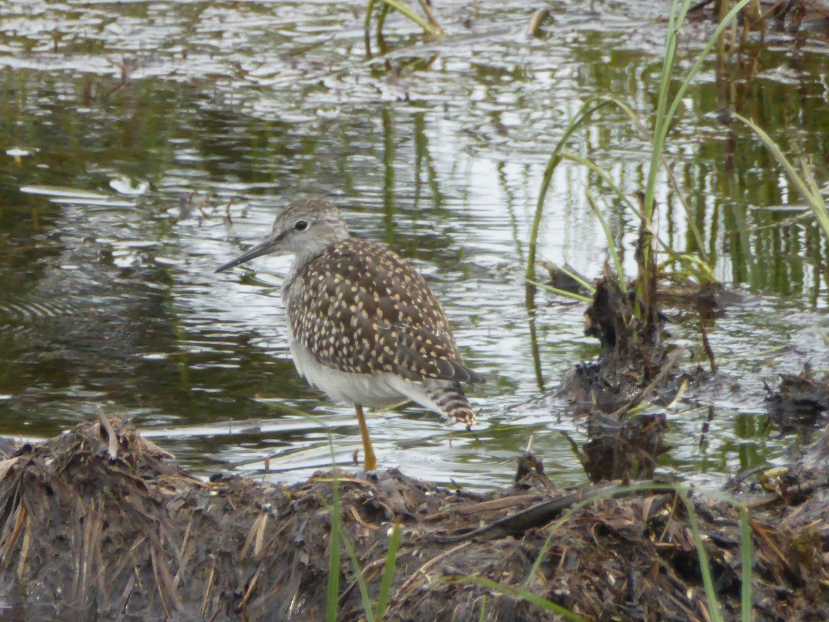 Lesser Yellowlegs - ML249148391