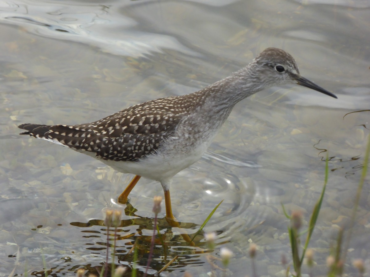 Lesser Yellowlegs - ML249148401