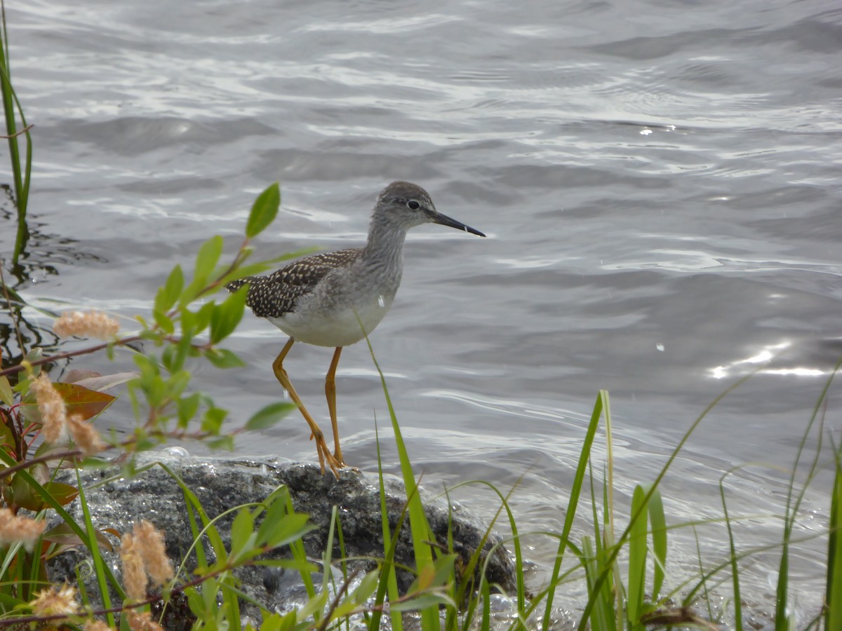 Lesser Yellowlegs - ML249148421