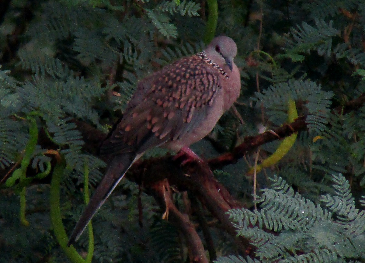 Spotted Dove - ML249149761