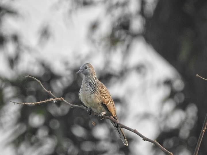 Zebra Dove - ML249150161