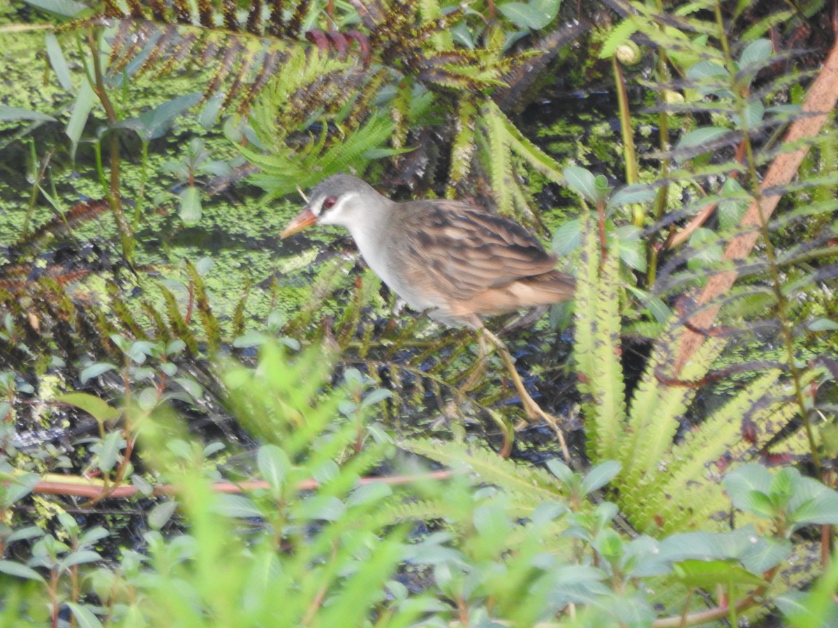 White-browed Crake - ML249150321