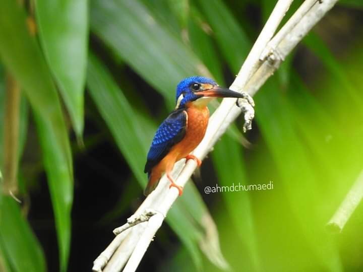 Blue-eared Kingfisher - Yasin Chumaedi