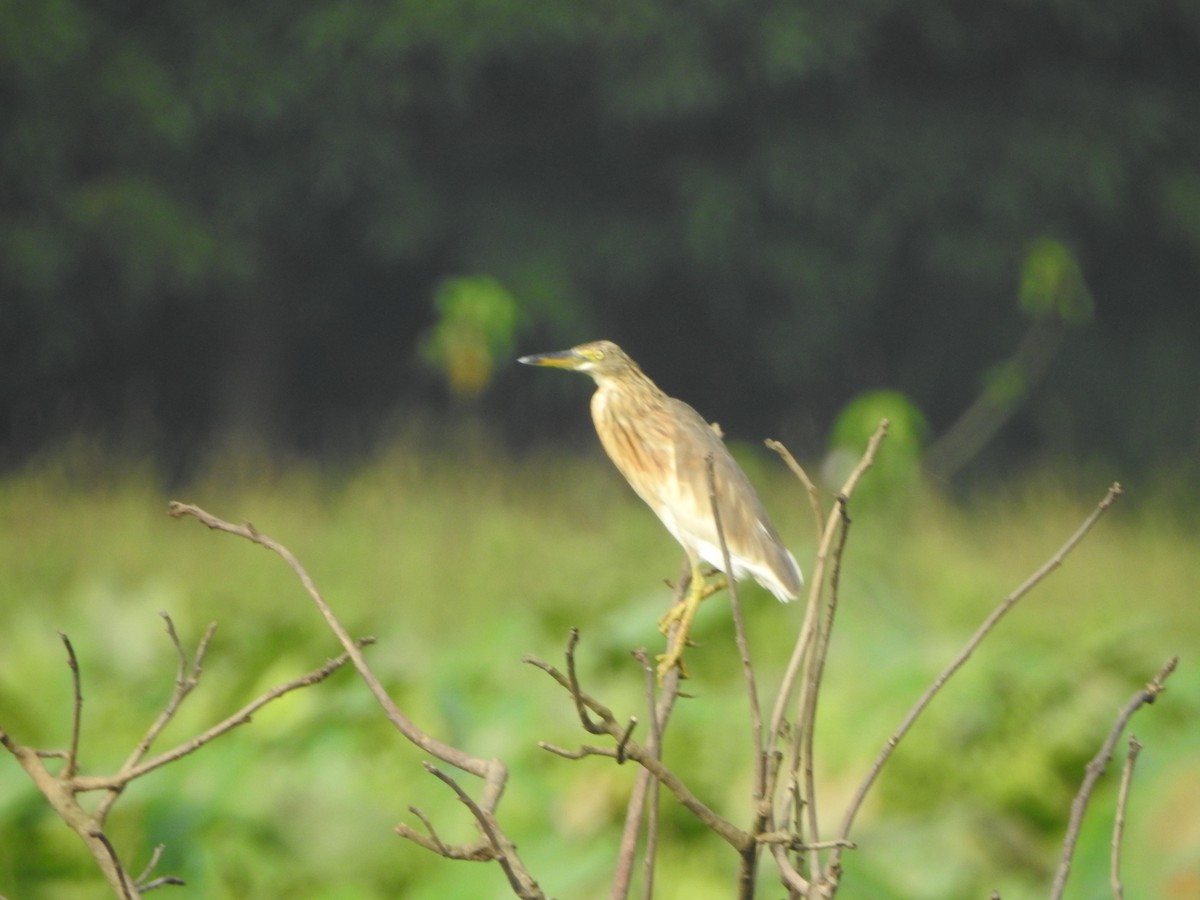 Javan Pond-Heron - Yasin Chumaedi