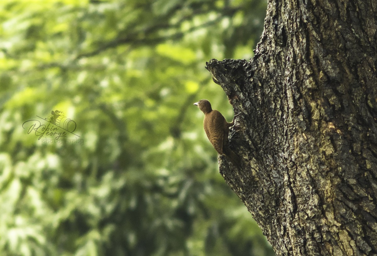 Rufous Woodpecker - ML249150791