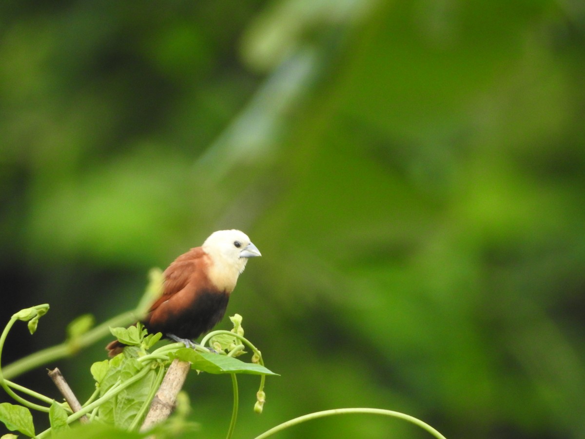 White-headed Munia - Yasin Chumaedi