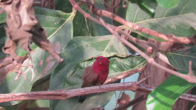 Red-billed Firefinch - ML249150911