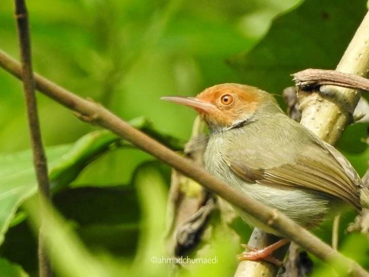 Olive-backed Tailorbird - Yasin Chumaedi