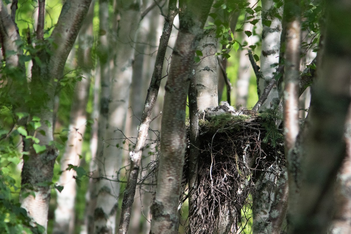 American Goshawk - ML249151861
