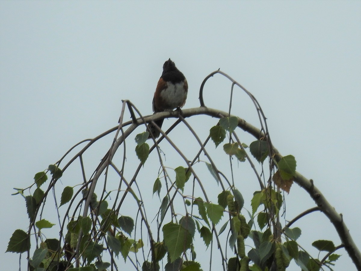 Spotted Towhee - ML249151901