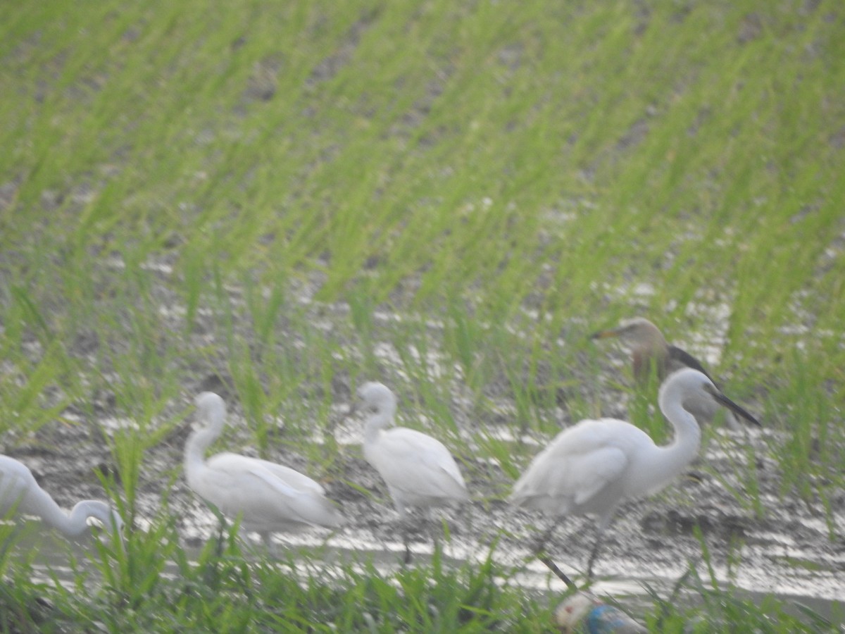 Little Egret - ML249151971