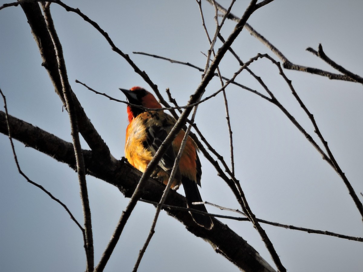 Streak-backed Oriole - ML249152321