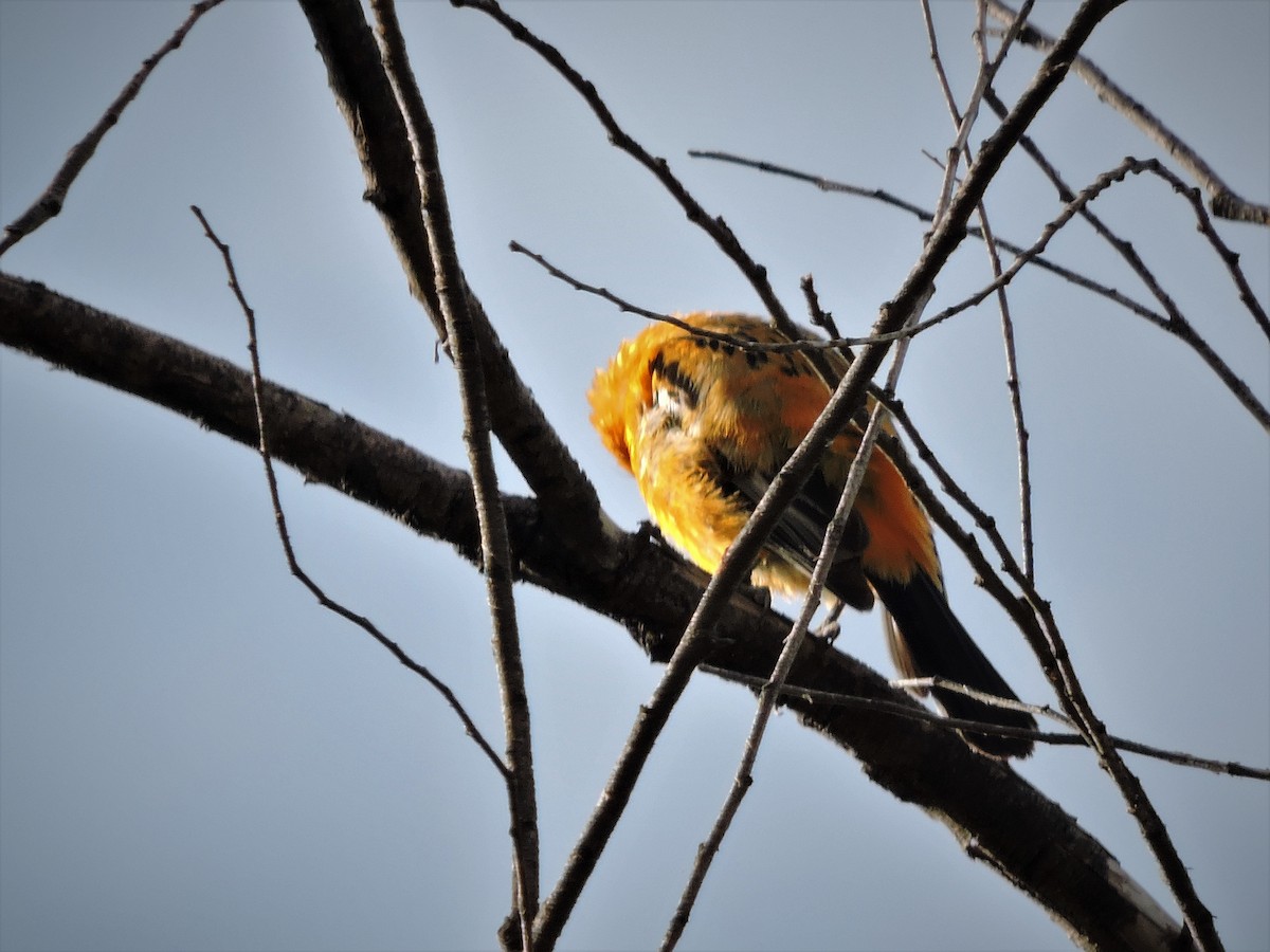 Streak-backed Oriole - ML249152401