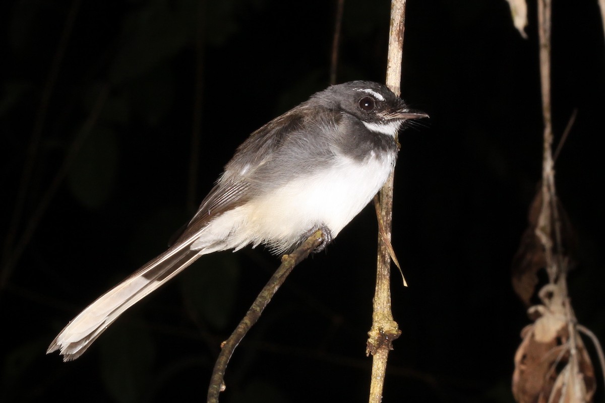 Malaysian Pied-Fantail - ML249152461