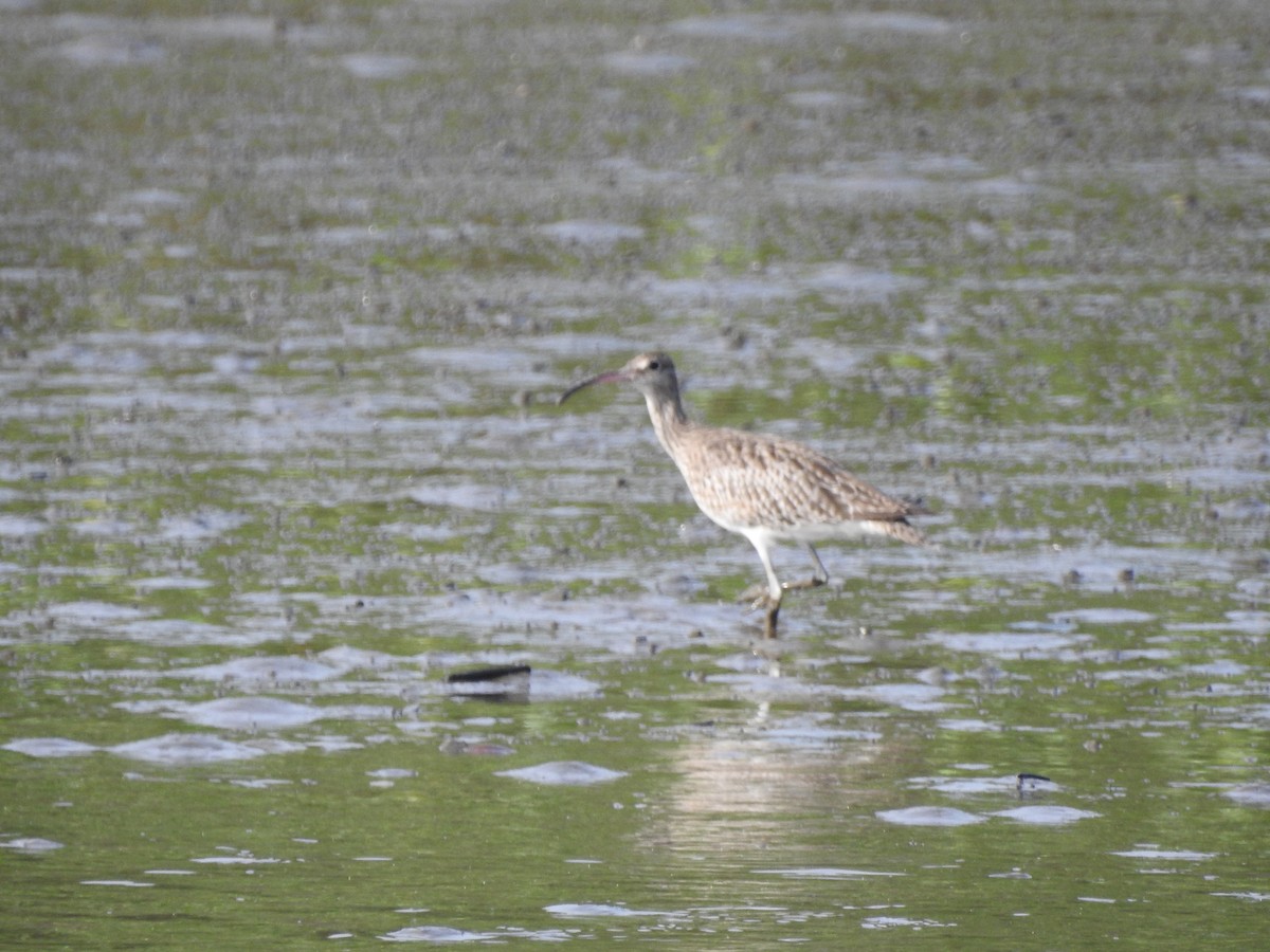 Whimbrel - ML249153141