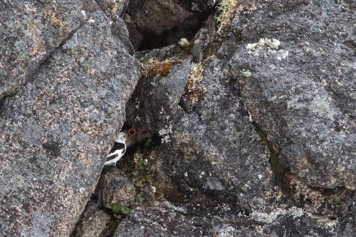 Snow Bunting - ML249153521