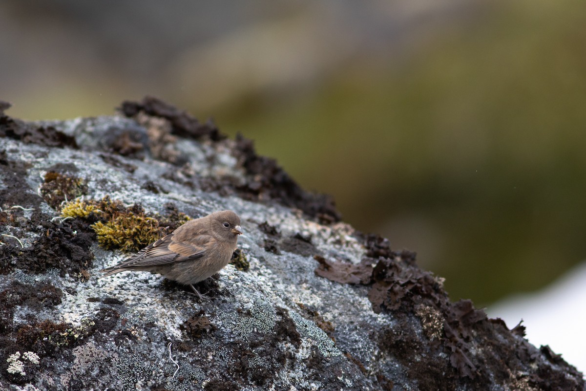 Gray-crowned Rosy-Finch - ML249153591