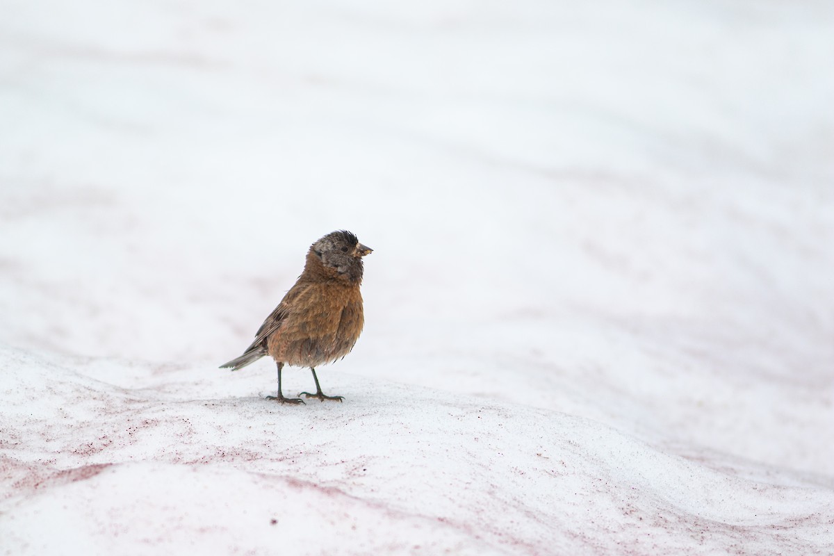 Gray-crowned Rosy-Finch - ML249153601