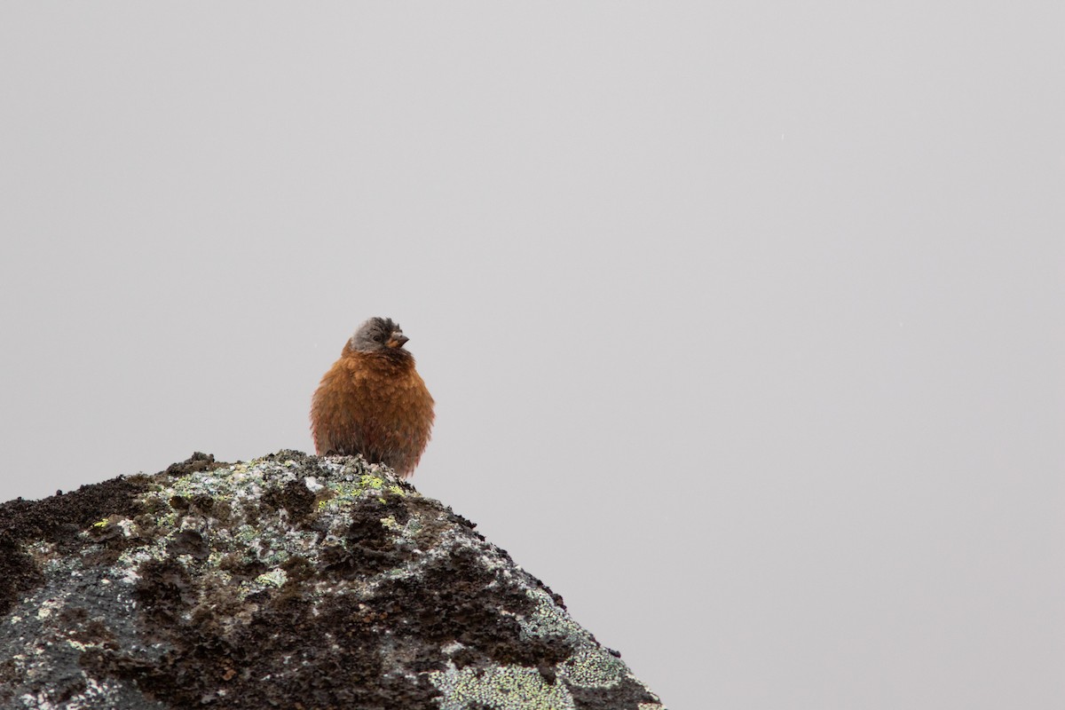 Gray-crowned Rosy-Finch - ML249153611