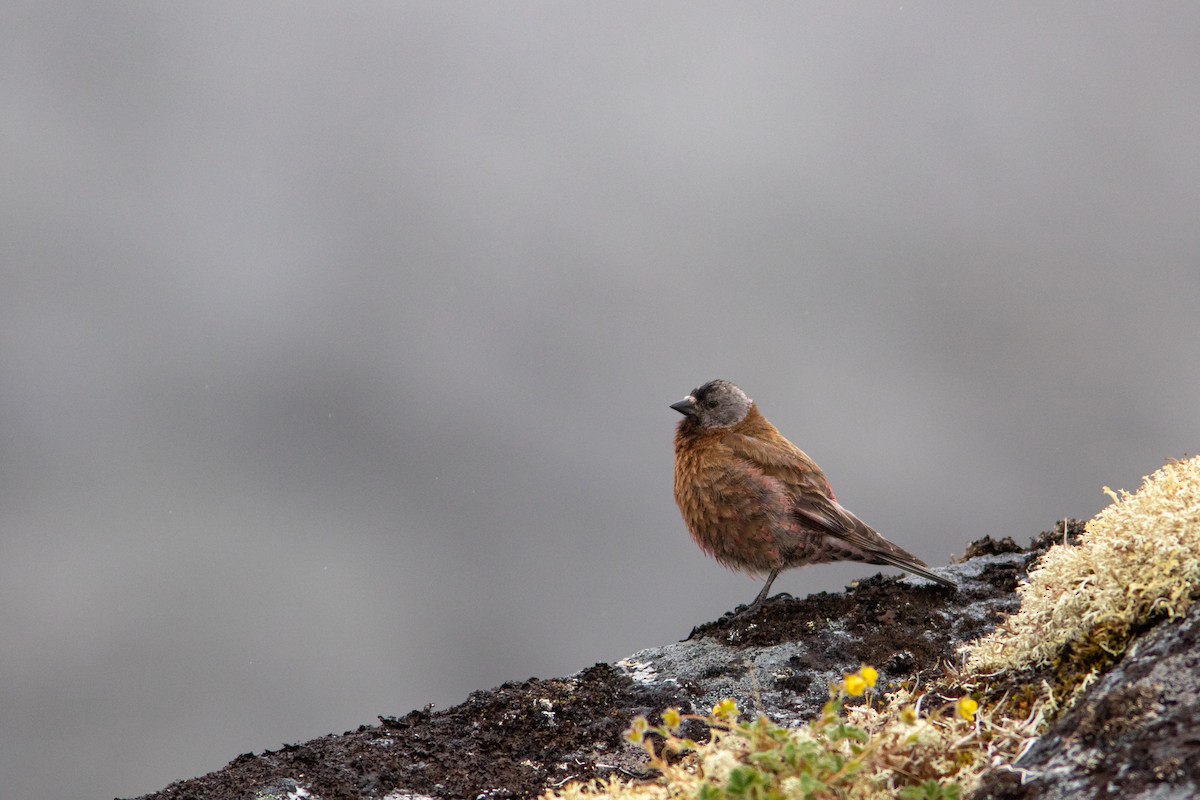 Gray-crowned Rosy-Finch - ML249153631