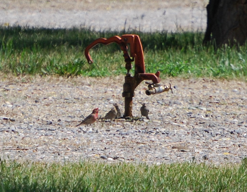 House Finch - ML249153781