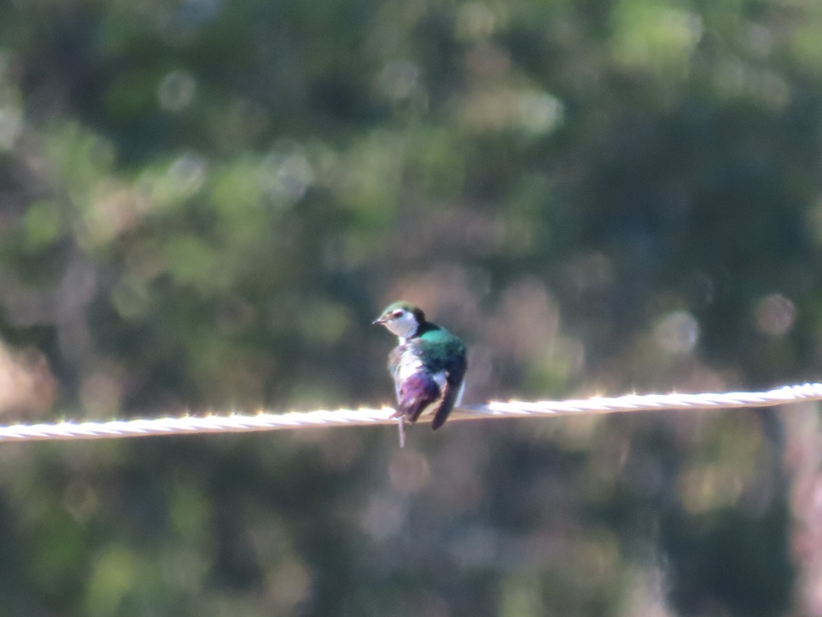 Violet-green Swallow - ML249154901