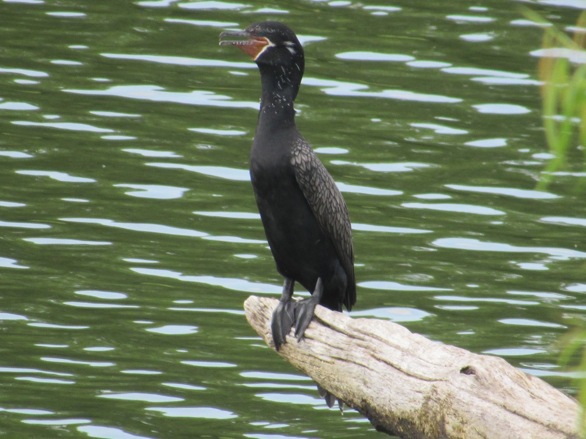 Neotropic Cormorant - ML249155301