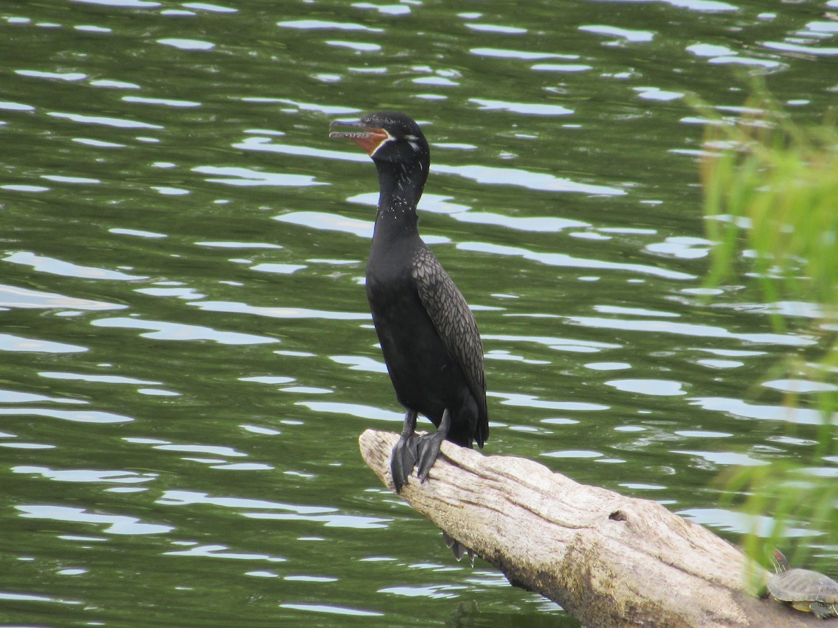 Neotropic Cormorant - ML249155311