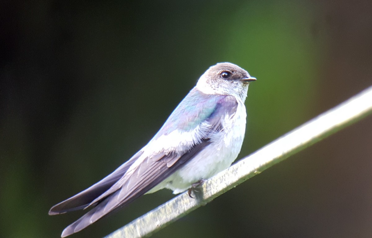 Violet-green Swallow - ML249155831