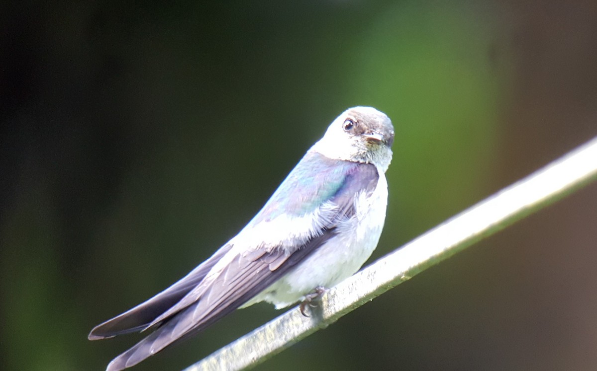 Violet-green Swallow - ML249155971