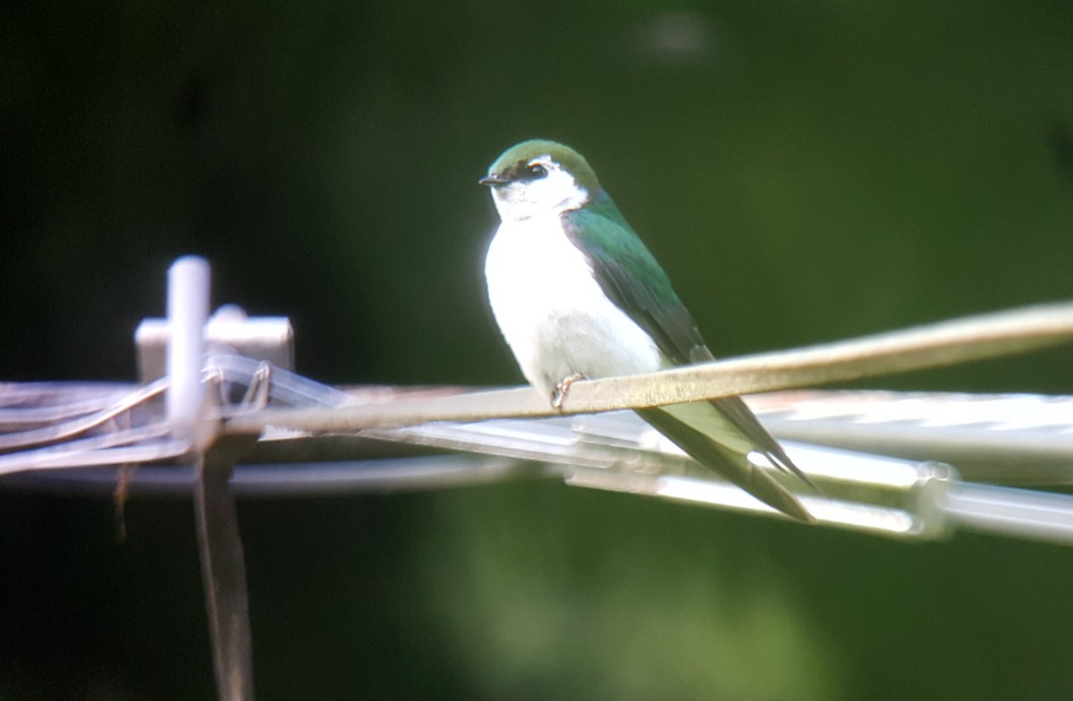 Violet-green Swallow - ML249156011