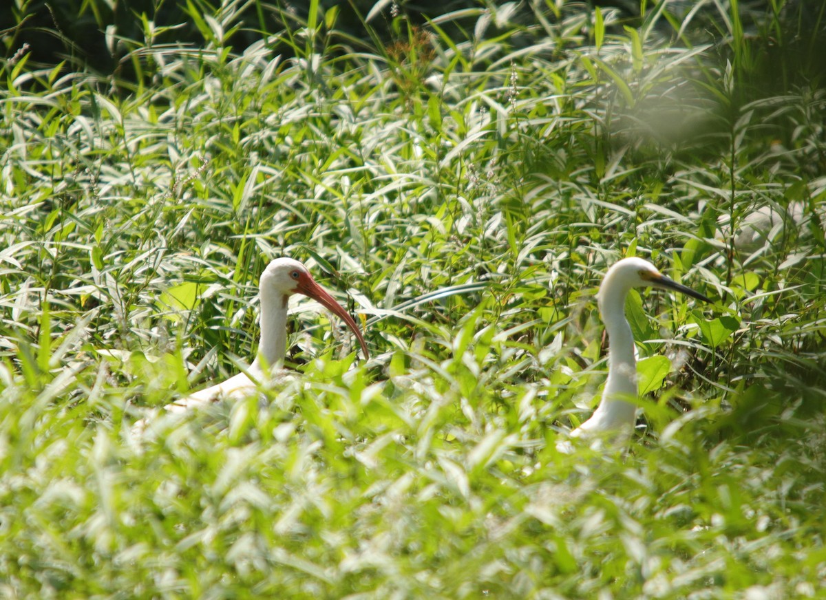 White Ibis - ML249156021