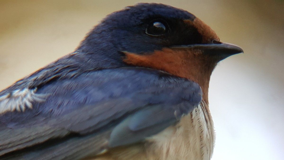 Barn Swallow (American) - ML249156091
