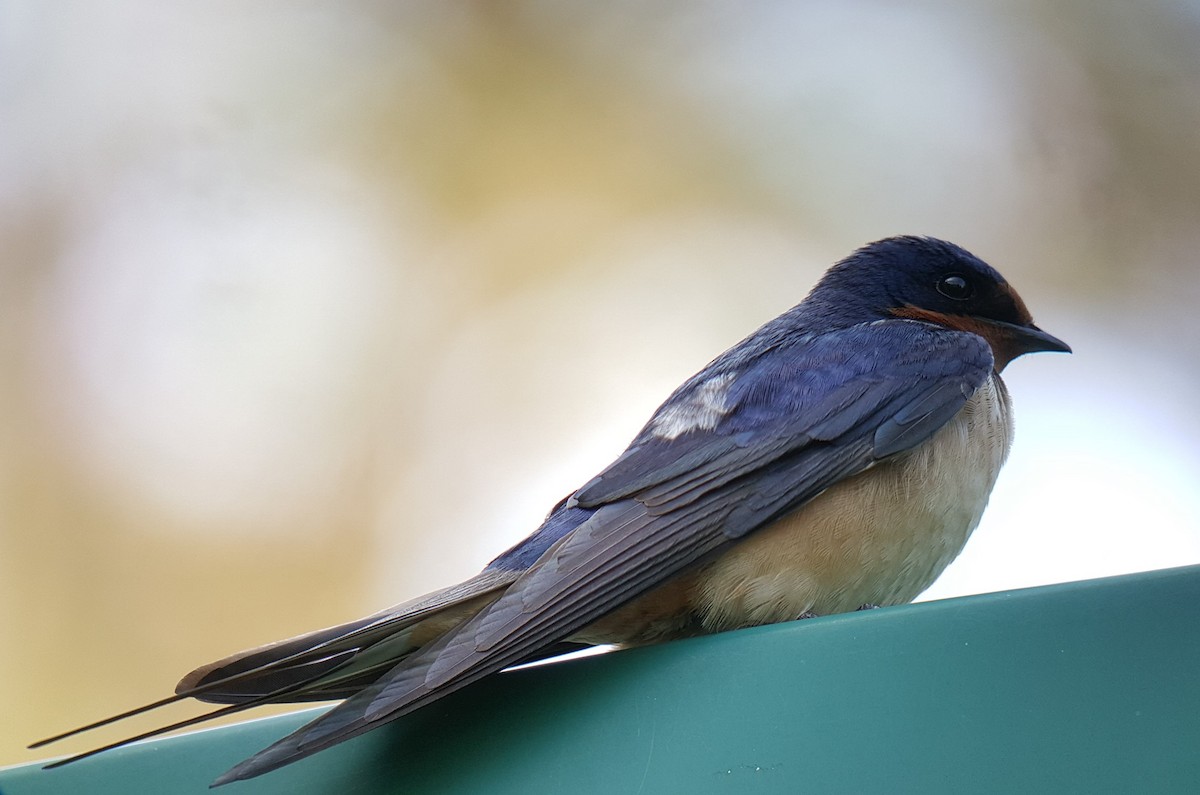 Barn Swallow (American) - ML249156151