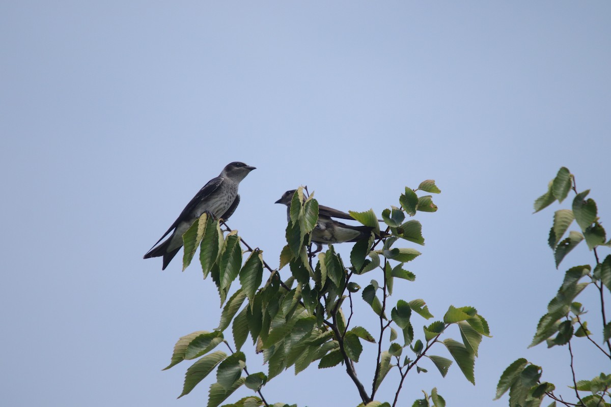 Purple Martin - ML249156201