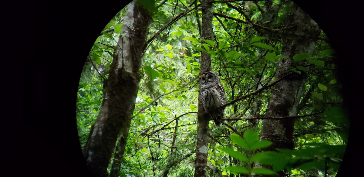 Barred Owl - ML249159041