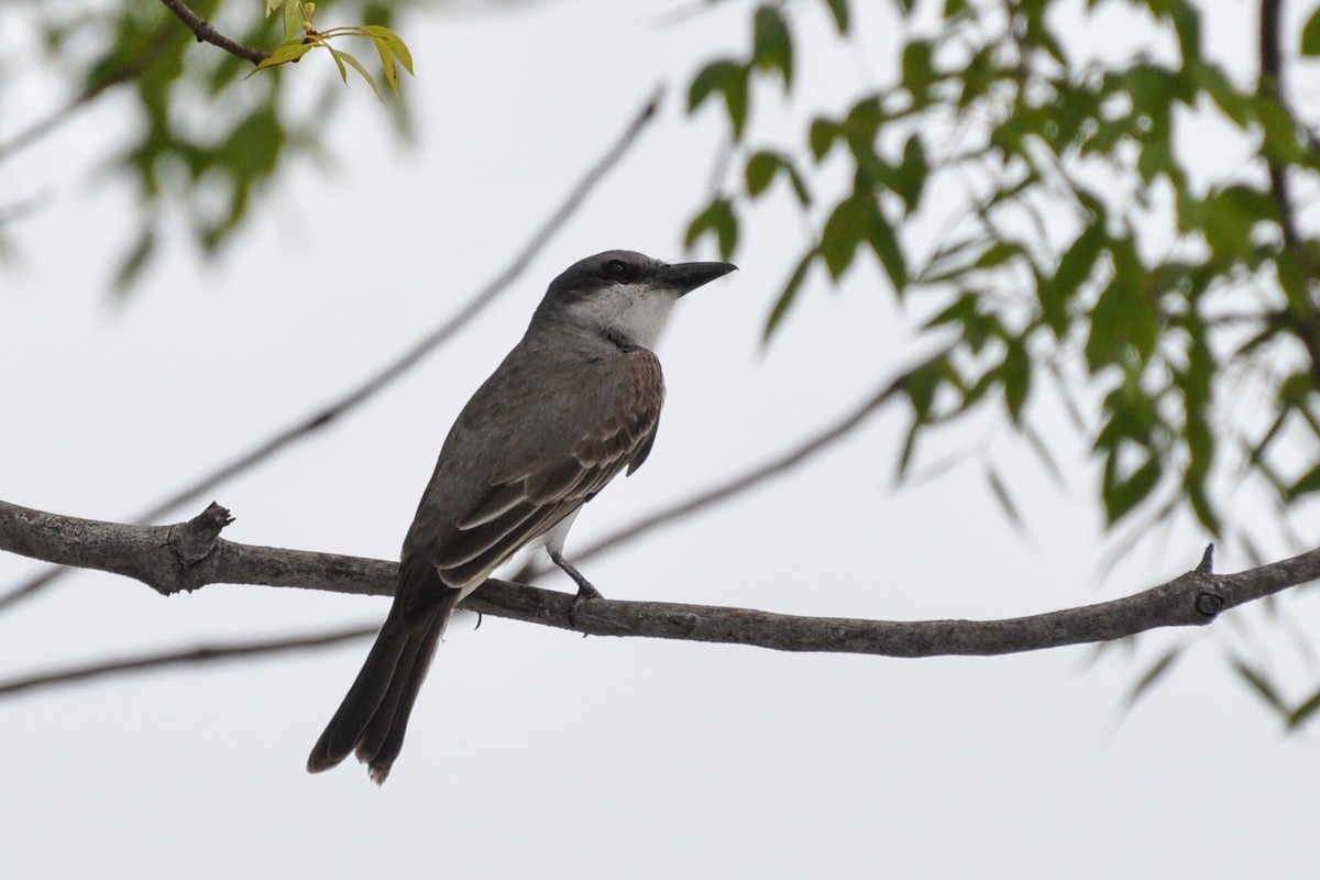 Gray Kingbird - ML249160081